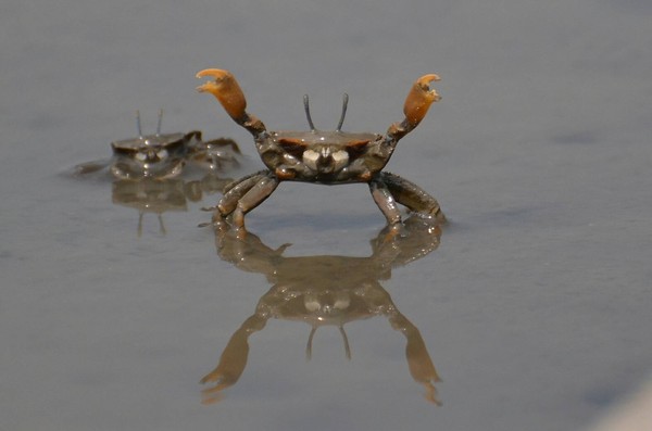 ▲香山濕地的萬歲大眼蟹向鏡頭說哈囉。