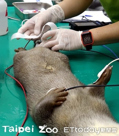 歐亞水獺寶寶浯悠、浯綠。（圖／台北市立動物園提供）