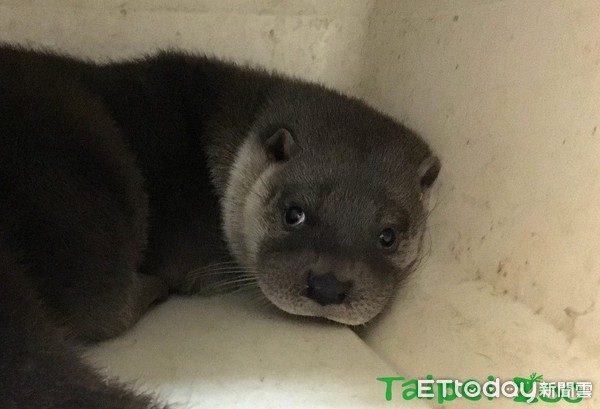 歐亞水獺寶寶浯悠、浯綠。（圖／台北市立動物園提供）