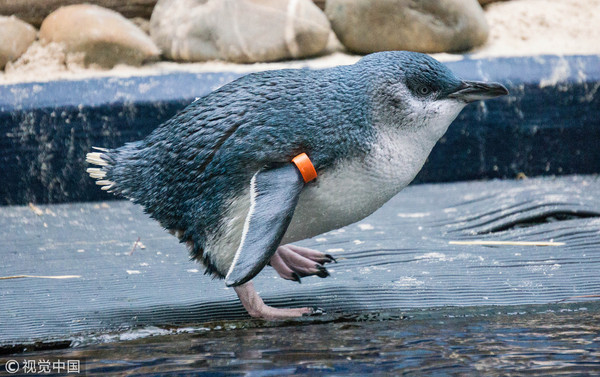 ▲▼小藍企鵝，又名神仙企鵝、小企鵝，是世界上體型最小的企鵝物種。（圖／CFP）