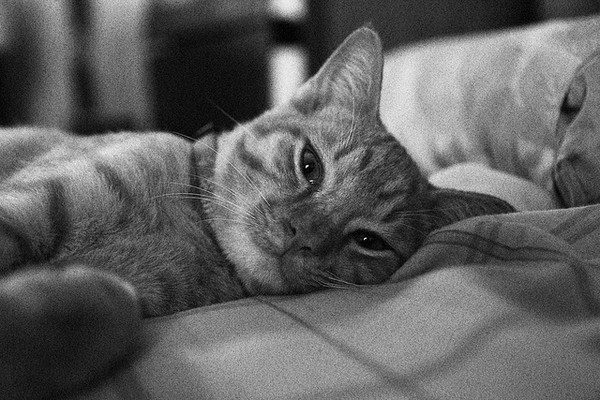 ▲毛起來配圖。