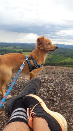 （圖／翻攝自「The Dodo」粉絲專頁）