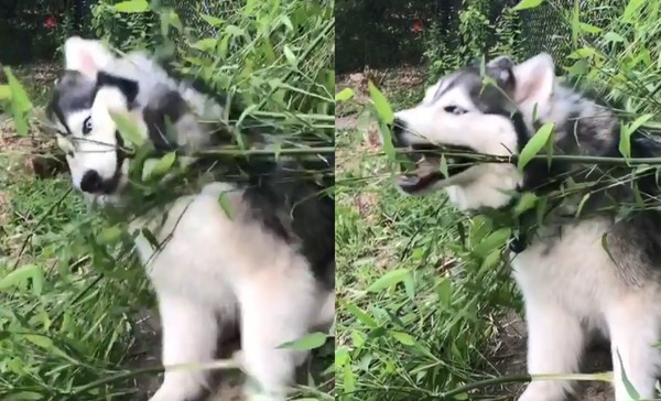 ▲哈士奇,月月,二哈,汪星人,貓熊,竹葉。（圖／翻攝自影片／Instagram／naara.thehusky）