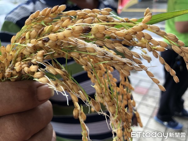 豪大雨造成台東縣一期稻作倒伏、穗上發芽情況，其中台東市、關山鎮、鹿野鄉及卑南鄉的受損狀況，經農委會公告為水稻農業天然災害現金救助地區。（圖／台東市公所提供）