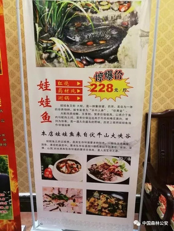 ▲▼大陸飯店主打「娃娃魚三吃」。（圖／翻攝自中國森林公安局官網）