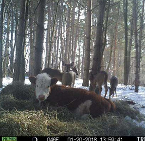 ▲Bonnie與一群野鹿生活。（圖／翻攝至網路／Farm Sanctuary）
