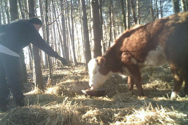 ▲救援人員在牠的周圍建立一個圍欄，引導牠進去。（圖／翻攝至網路／Farm Sanctuary）