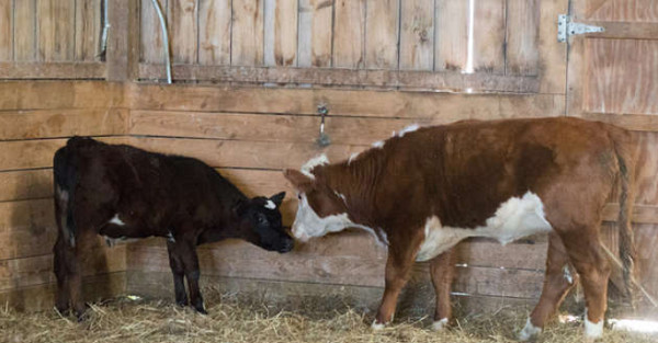 ▲Bonnie在Farm Sanctuary結交到了新朋友。（圖／記者鄭惟方攝）