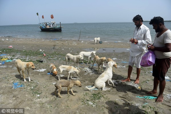 ▲▼巴基斯坦喀拉蚩當地漁夫會去島上餵食野狗。（圖／CFP）
