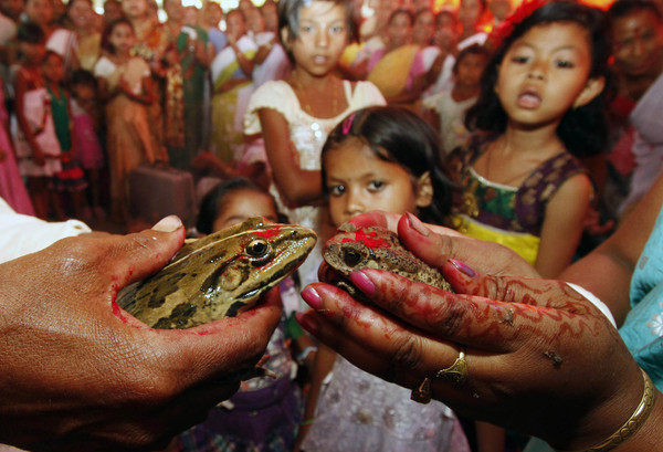 ▲▼印度舉辦青蛙婚禮祈雨。（圖／路透）