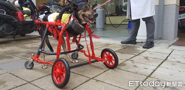 ▲黑狗車禍變「L型」！日輪椅達人衝來台灣相助　太陽餅笑了。（圖／高雄市關懷流浪動物協會提供，請勿隨意翻拍，以免侵權。）