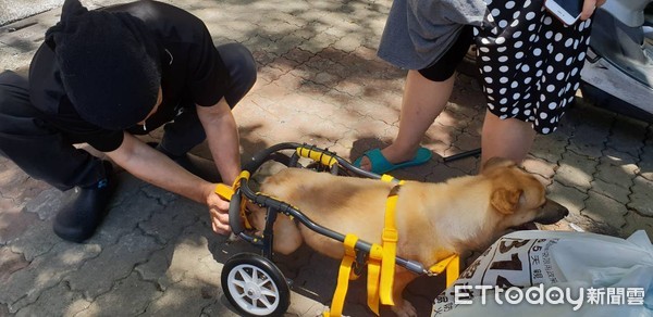▲黑狗車禍變「L型」！日輪椅達人衝來台灣相助　太陽餅笑了。（圖／高雄市關懷流浪動物協會提供，請勿隨意翻拍，以免侵權。）
