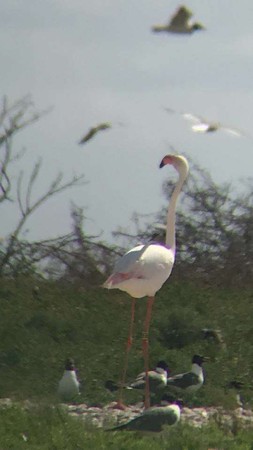 （圖／翻攝自Coastal Fisheries - Texas Parks and Wildlife粉絲專頁）