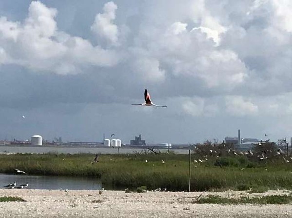 （圖／翻攝自Coastal Fisheries - Texas Parks and Wildlife粉絲專頁）