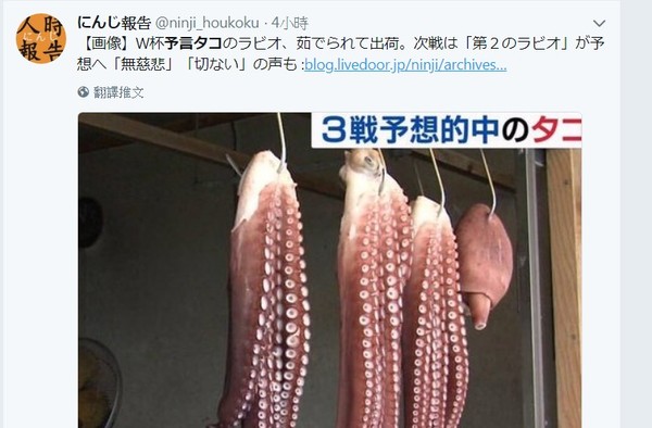 日本出現一隻「章魚哥」神準預測3賽事！　然後就被煮來吃了...。（圖／翻攝自にんじ報告的推特）
