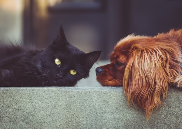狗與貓（圖／CC0圖庫／Pixabay）