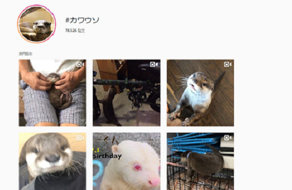 ▲日本有許多人把水獺當作寵物飼養。（圖／翻攝至Instagram）