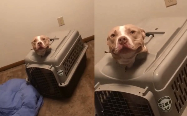 ▲比特犬,汪星人,運輸籠,撞破,美國,德州,破壞。（圖／翻攝自影片／Instagram／jasminemusick）