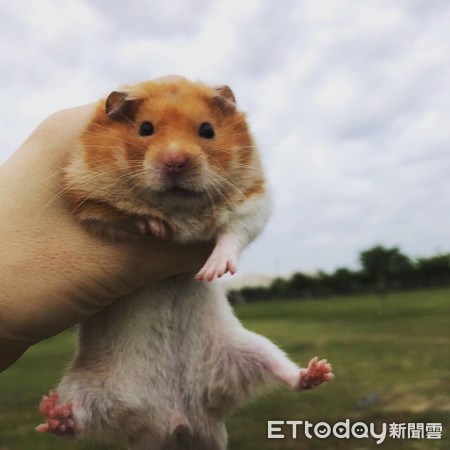 ▲小倉鼠抱「粉紅烏魚」出來迎客，讓人羞羞的。（圖／飼主嘉琳授權提供）