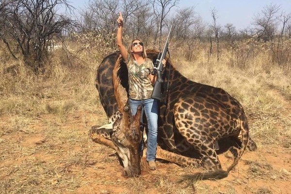 ▲▼美國女獵了一隻黑熱長頸鹿，引發爭議。（圖／翻攝自推特／@africlandpost）