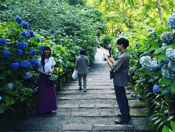 ▲鎌倉繡球花季 。（圖／網友提供）