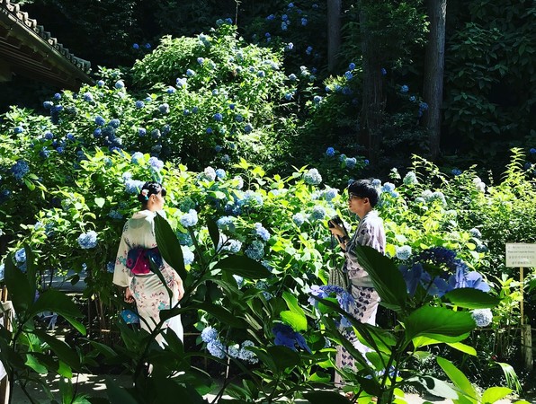 ▲鎌倉繡球花季 。（圖／網友提供）