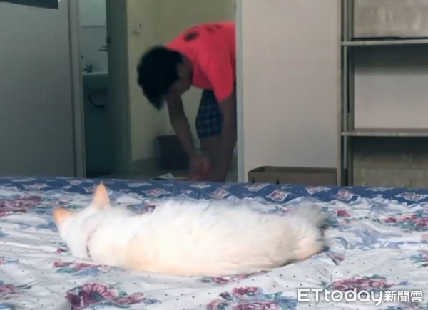 見爸消失無感！貓慵懶躺床10分鐘。（圖／有點毛毛的／網友Shengyung Lex提供，下同）