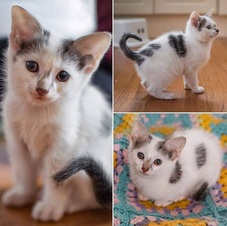 ▲收容所出生的小貓天生有4隻耳朵。（圖／翻攝自Instagram:ridge.my.rescue.cat）