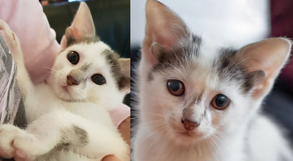 ▲收容所出生的小貓天生有4隻耳朵。（圖／翻攝自Instagram:ridge.my.rescue.cat）