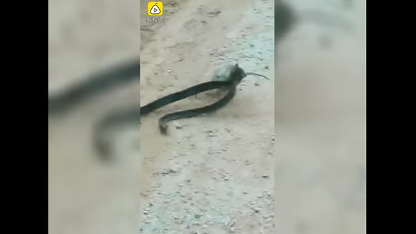 那隻蛇的戰鬥力大約&hellip;？大陸廣東普有名男子拍到一場超激烈的「蛇鼠大戰」，照理來說，蛇應該要是老鼠的天敵，但是這隻老鼠卻意外的疊破眾人眼鏡，因為牠直接把那隻蛇咬到「全身是血」！（圖／翻攝自youtube）