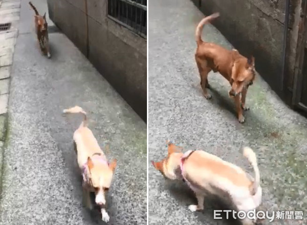 少女汪揪男友暗巷幽會，媽急追上。（圖／米克斯波比的小劇場粉絲專頁授權提供）