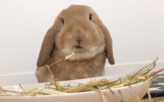 萌兔檳榔嘴臉吃草，當機4秒回神。（圖／翻攝自Twitter用戶「@kinako_amfz」）