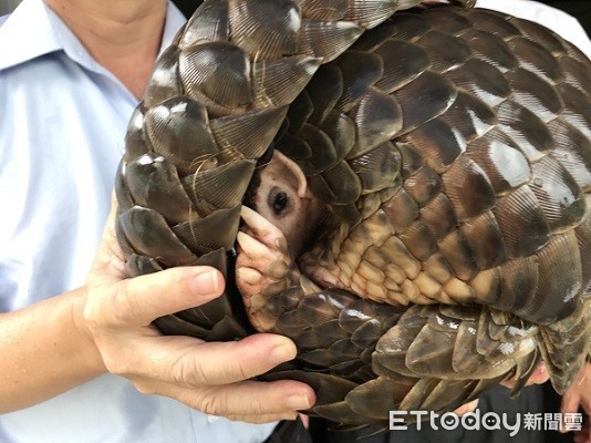 ▲穿山甲目前為臺灣二級珍貴稀有保育類野生動物（圖／臺南市農業局提供，請勿隨意翻拍，以免侵權。）