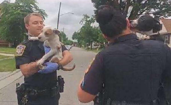 ▲警察將四隻受困的鬥牛犬帶離糟糕的環境。（圖／翻攝至Facebook／Newburgh Heights Police Department）