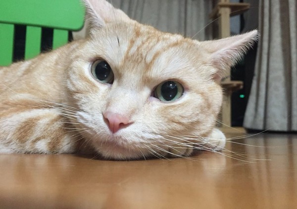 聖上剪指甲臉超臭。（圖／翻攝自日本推特帳號「@nekoratteneko」）