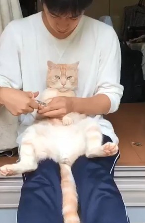 聖上剪指甲臉超臭。（圖／翻攝自日本推特帳號「@nekoratteneko」）