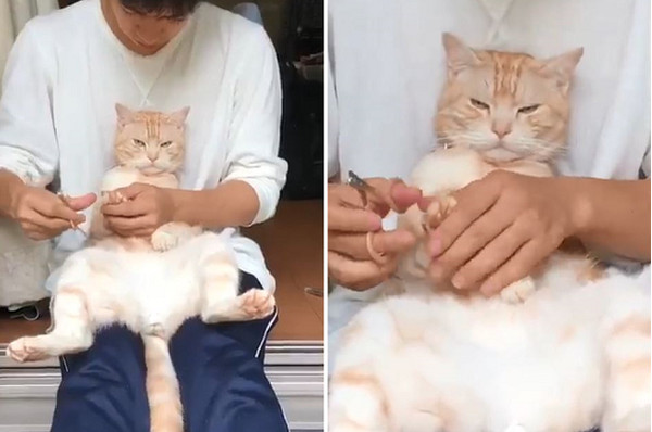 聖上剪指甲臉超臭。（圖／翻攝自日本推特帳號「@nekoratteneko」）