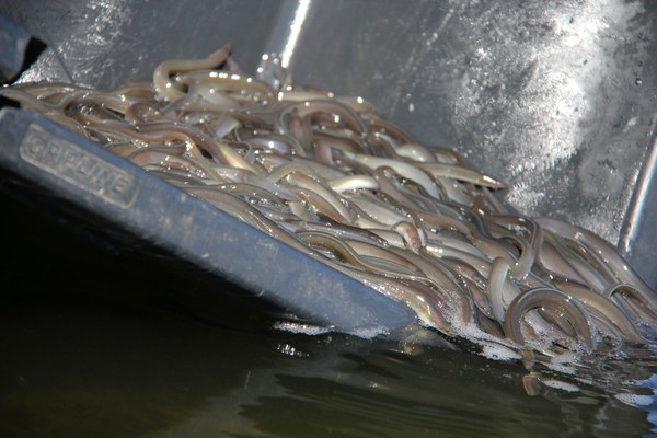 Glass eels,玻璃鰻魚,Anguilla anguilla（圖／達志影像／美聯社）