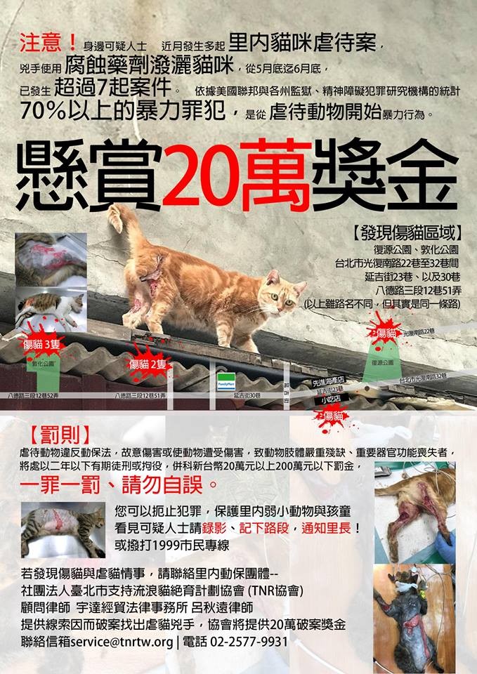 ▲腐蝕藥劑潑浪貓！延吉街「20分鐘路程」連7隻　傷口深見骨。（圖／台北市支持流浪貓絕育計劃協會提供）