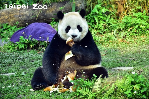 ▲可愛的圓仔即將滿五歲生日囉。（圖／台北市立動物園提供）