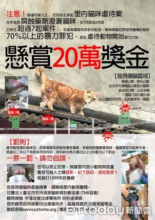 ▲腐蝕藥劑潑浪貓！延吉街「20分鐘路程」連7隻　傷口深見骨。（圖／台北市支持流浪貓絕育計劃協會提供）