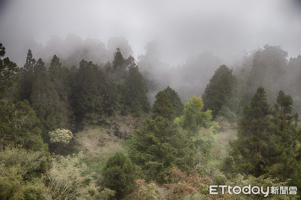 ▲▼阿里山,森林,國家風景區,森林遊樂區（圖／記者徐文彬攝）