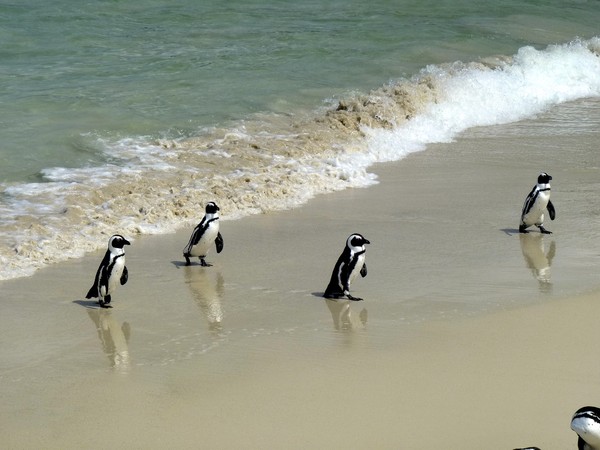 ▲▼ 企鵝,開普敦,海灘,海邊,非洲企鵝。（圖／取自免費圖庫Pixabay）