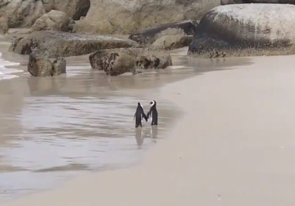 ▲▼ 南非恩愛企鵝「牽手踏浪」海邊約會　網甜喊：這就是愛。（圖／翻攝自推特／FreakingDani）