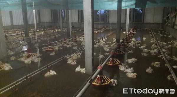 ▲▼不到1小時就水深及膝 2萬1500隻雞「泡湯」死光光。（圖／陳俊升提供）