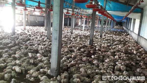 ▲▼不到1小時就水深及膝 2萬1500隻雞「泡湯」死光光。（圖／陳俊升提供）