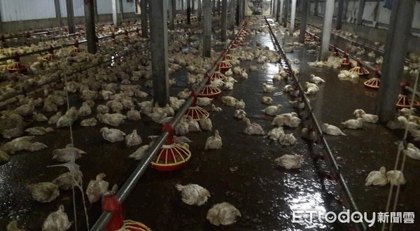 ▲▼不到1小時就水深及膝 2萬1500隻雞「泡湯」死光光。（圖／陳俊升提供）