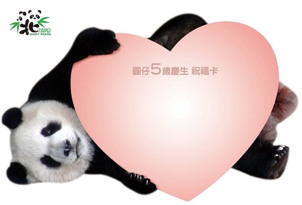 ▲台北市立動物園邀請大家一起來寫下對「圓仔」的生日祝福。（圖／台北市立動物園提供）