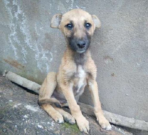 ▲可憐的Jack站在路邊差點被車子輾過。（圖／（圖／翻攝至Facebook／Ismael Animal Rescue Tanzania）