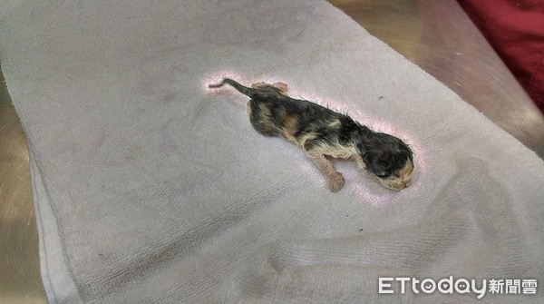 ▲▼懷孕母貓遭狗咬死！志工傷心收屍　驚見「幼貓奇蹟出世」哭了。（圖／林招吟助理教授授權提供）